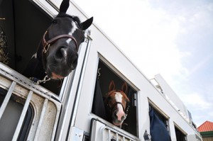 Horses arriving for the 2013 PtHA World Show. Image courtesy of PtHA