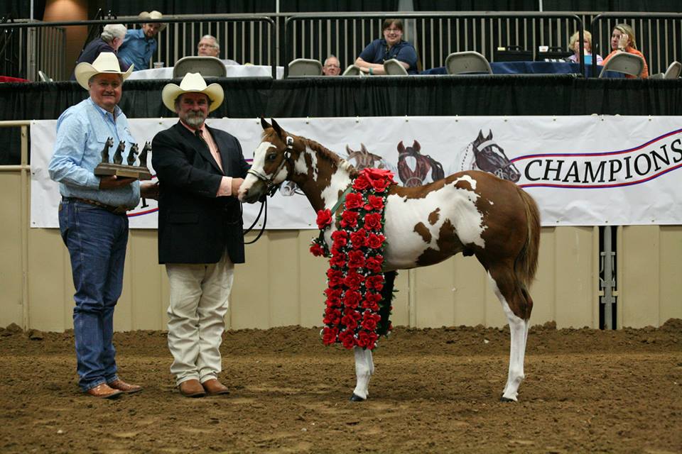 Day 10 Results and Photos From 2014 Pinto World Show Equine Chronicle