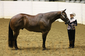 Youth Aged Geldings Congress Champion Monica Hamm and RPL My Te Cheerful
