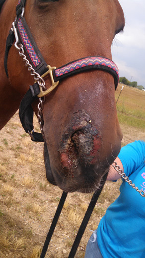 what causes ehv-1 in horses
