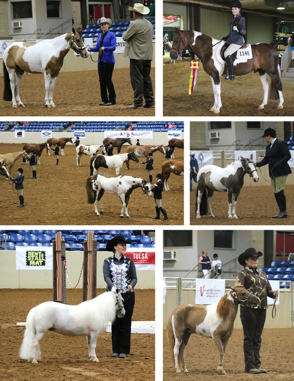 Day 3 Photos 2017 Pinto World Show Equine Chronicle