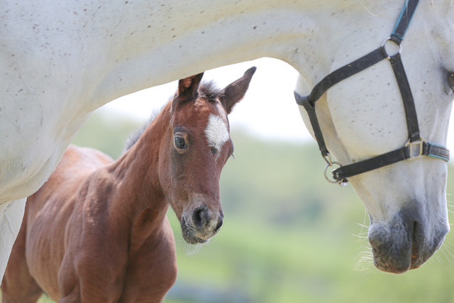 EC Foal Photo of the Day -A Perfect Complement
