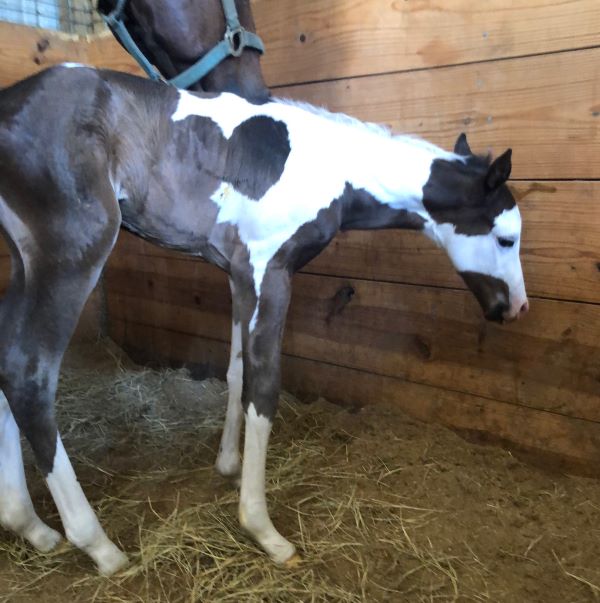 EC Foal Photo of the Day – Welcome to Jellyroll