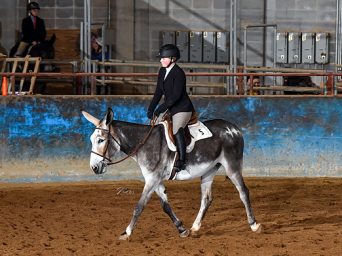 Around the Rings – 2024 North American Saddle Mule & Donkey Association National Show