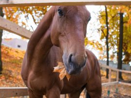 Four Autumn Feeding Facts for Horses