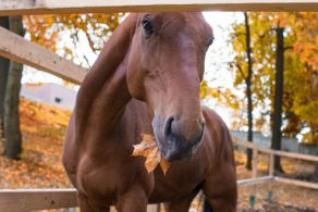 Four Autumn Feeding Facts for Horses