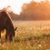 Can Horses Sniff Out Poisonous Plants?