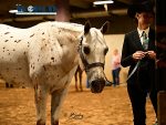 Around the Rings – Day Five of the 2024 Appaloosa World Show