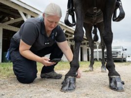 Revisions to Horse Protection Act Effective February 1, 2025