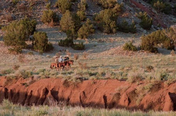 AQHA Launches new Features for American Quarter Horse Owners Within myAQHA