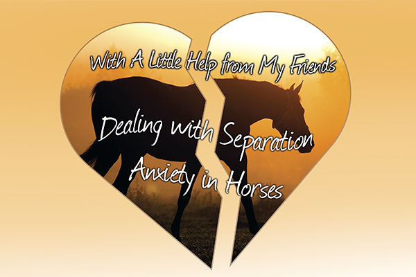 Dealing With Separation Anxiety In Horses