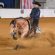 All Star Reining Stakes Enrollment Deadline is December 31