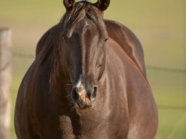 Zoetis Reminds Horse Owners of the Importance of Booster Vaccination for Pregnant Broodmares in the Third Trimester