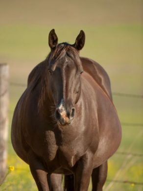 Zoetis Reminds Horse Owners of the Importance of Booster Vaccination for Pregnant Broodmares in the Third Trimester