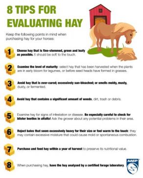 8 Tips for Evaluating Hay