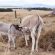 Mediterranean Donkey Milk Production