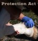 Horse Protection Act Modifications Postponed Until April 2, 2025