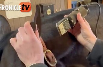 How to Clip Ears with Trainer Stacey Colgan