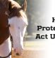 Horse Protection Act Update from APHA —February 2025