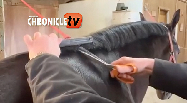 EC TV Video –  How to Shorten Your Horse’s Mane