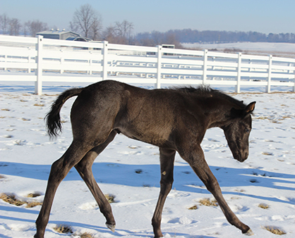 EC Foal Photo of the Day: Two For One! Fraternal Twins