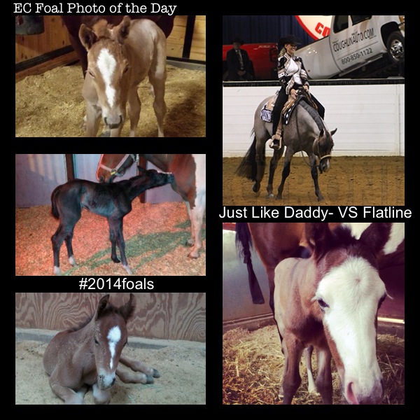 EC Foal Photo of the Day- Just Like Daddy- VS Flatline