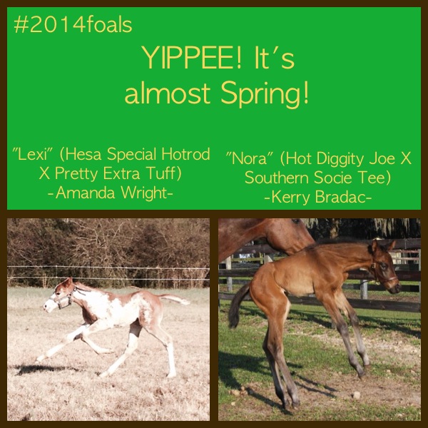 EC Foal Photo of the Day- It’s Almost Spring!