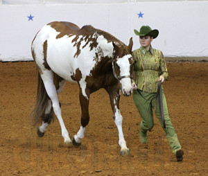 2015 Pinto World Championship Pattern Book Now Online! | Equine Chronicle