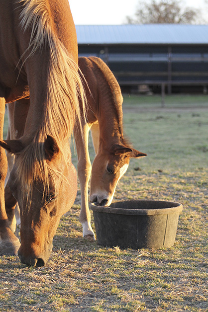 Responsible and Purposeful Breeding in the Horse Industry | Equine ...