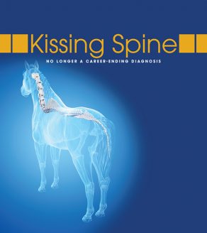 Kissing Spine: No Longer a Career Ending Diagnosis | Equine Chronicle