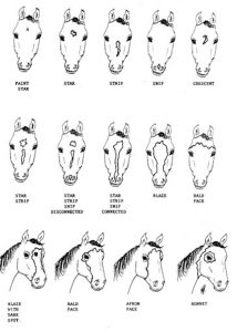 EC Lesson Plan For Kids #2- Markings of the Horse | Equine Chronicle