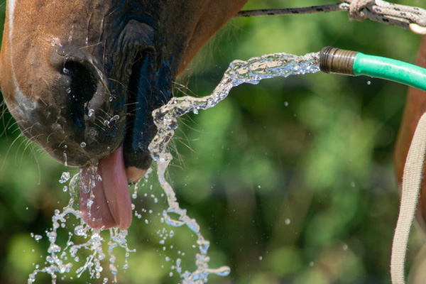 Preventing Dehydration in the Horse