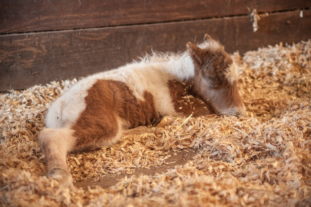 A Home for a Horse: Putting Your Bedding Questions to Rest