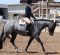Hunt Seat Equitation Schooling Guide With Lainie DeBoer