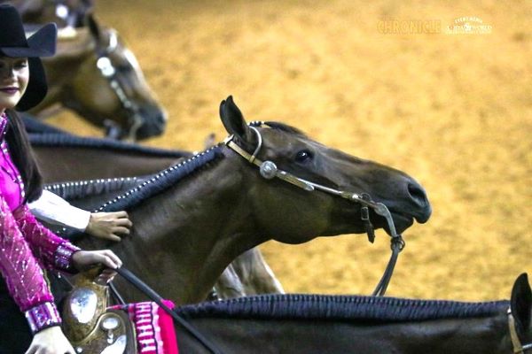 EC Photo of the Day:  My Horse, My Friend