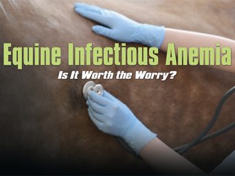 Equine Infectious Anemia – Is It Worth The Worry?