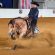 All Star Reining Stakes Celebrates Historic Pairing with All American Quarter Horse Congress