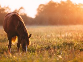 Can Horses Sniff Out Poisonous Plants?