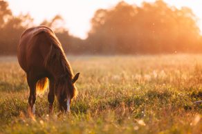 Can Horses Sniff Out Poisonous Plants?