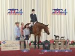 Super Sires NP 3YO Hunter Under Saddle at the 2024 QH Congress