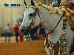 Around the Rings – 2024 Appaloosa World Show Recap