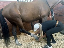 Equine Stretching: The Key to Enhanced Performance and Well-Being