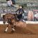 Six-Figure Bids Break Records at NRHA Markel Futurity Sales