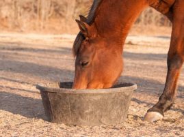 Low-NSC Diets: Not for Every Horse