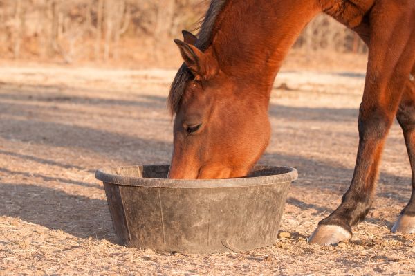 Low-NSC Diets: Not for Every Horse