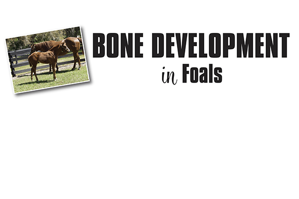 Bone Development In Foals