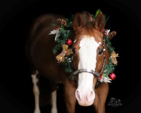 EC Christmas Photo Collage – Artfully Expected Fine Arts