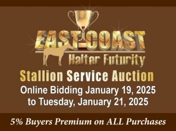 2025 East Coast Halter Futurity Stallion Service Auction