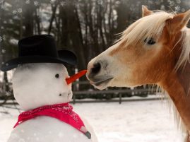 Horse Care During the Cold Months