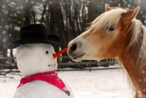 Horse Care During the Cold Months